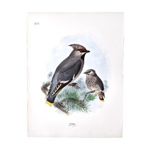 Waxwing - Bombycilla Garrula - Original Hand-Coloured Lithograph John Gerrard Keulemans