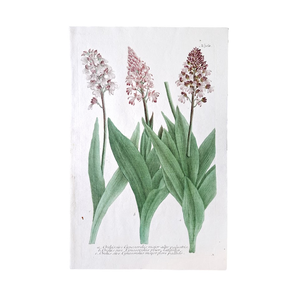 Phytanthoza Iconographia - Plates 767 - 768 - 769 - 770 - 771 : Set Of Five Original Hand-Coloured Orchid Copper Engravings 2 Phytanthoza Iconographia - Plates 767 - 768 - 769 - 770 - 771 : Set Of Five Original Hand-Coloured Orchid Mezzotint Engravings