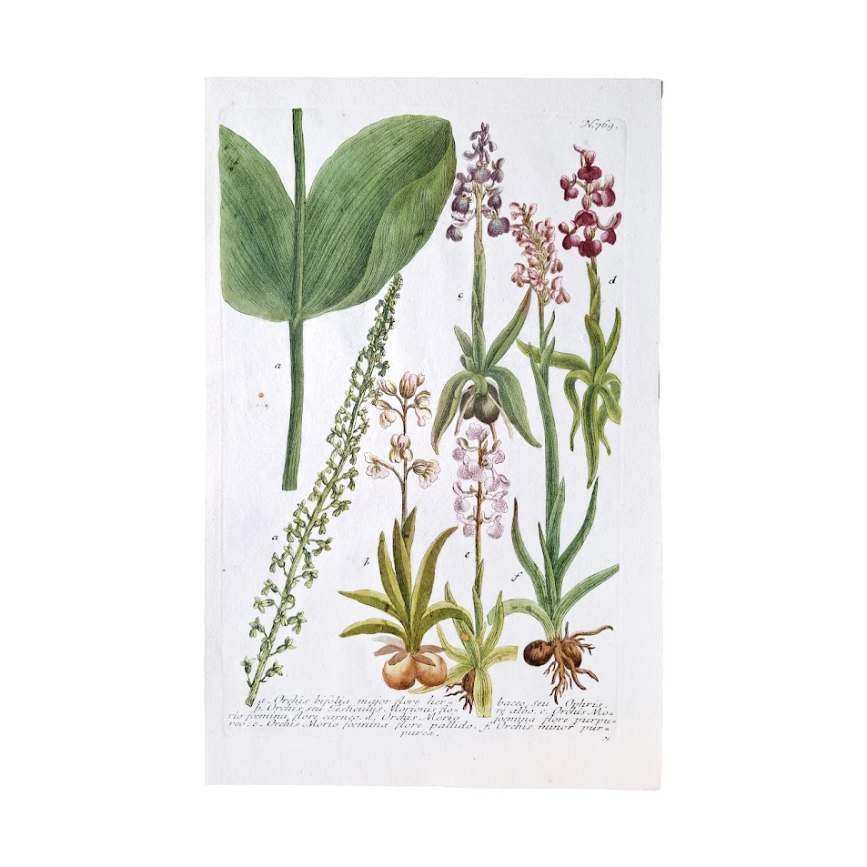 Phytanthoza Iconographia - Plates 767 - 768 - 769 - 770 - 771 : Set Of Five Original Hand-Coloured Orchid Copper Engravings 3 Phytanthoza Iconographia - Plates 767 - 768 - 769 - 770 - 771 : Set Of Five Original Hand-Coloured Orchid Mezzotint Engravings