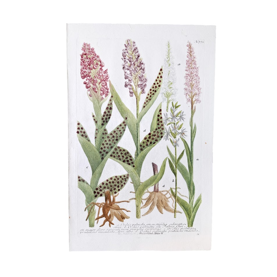 Phytanthoza Iconographia - Plates 767 - 768 - 769 - 770 - 771 : Set Of Five Original Hand-Coloured Orchid Copper Engravings 4 Phytanthoza Iconographia - Plates 767 - 768 - 769 - 770 - 771 : Set Of Five Original Hand-Coloured Orchid Mezzotint Engravings