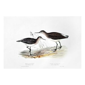 WOOD SANDPIPER - TOTANUS GLAREOLA – GREEN SANDPIPER – TOTANUS OCHROPUS – ORIGINAL HAND-COLOURED LITHOGRAPH BY JOHN AND ELIZABETH GOULD