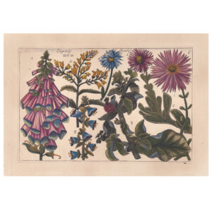 Filippo Arena & Mario Cammareri - Natura e Coltura dei Fiori - Plate XVI
