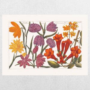 Filippo Arena Botanical Plate 2 - A3 Print