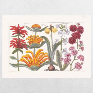 Filippo Arena Botanical Plate 3 - A3 Print