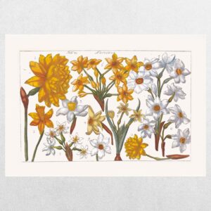 Filippo Arena Botanical Plate 4 - A3 Print