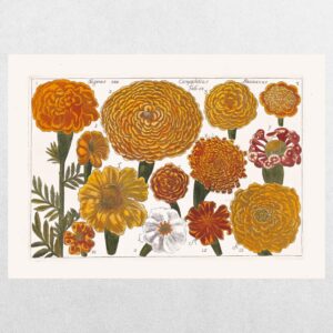 Filippo Arena Botanical Plate 5 - A3 Print