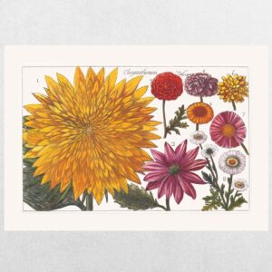 Filippo Arena Botanical Plate 11 - A3 Print