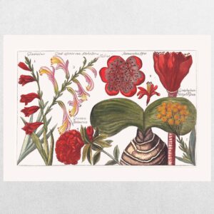Filippo Arena Botanical Plate 13 - A3 Print