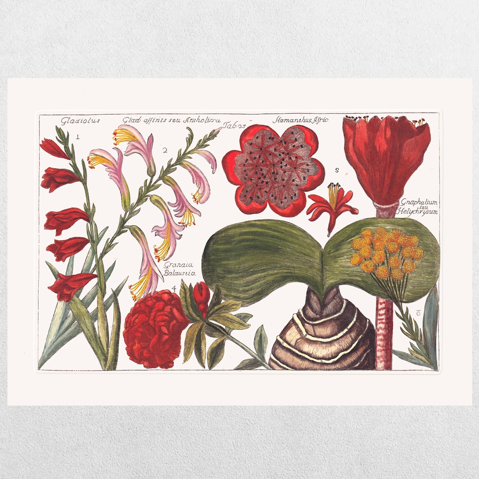 Filippo Arena Botanical Plate 13 - A3 Print 1 Filippo Arena Botanical Plate 13 - A3 Print
