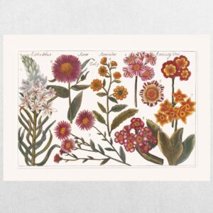 Filippo Arena Botanical Plate 14 - A3 Print