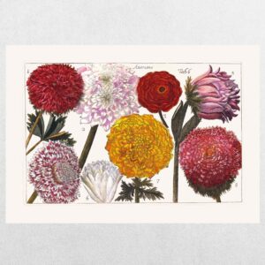 Filippo Arena Botanical Plate 7 - A3 Print