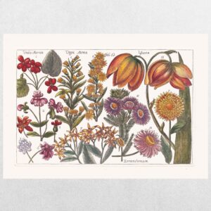 Filippo Arena Botanical Plate 8 - A3 Print