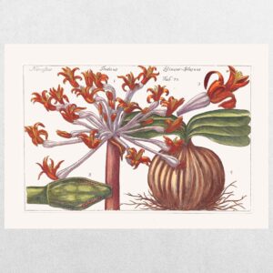 Filippo Arena Botanical Plate 9 - A3 Print
