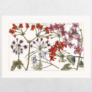Filippo Arena Botanical Plate 27 - A3 Print