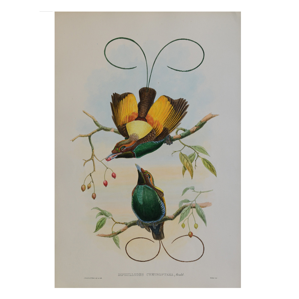 Diphyllodes Chrysoptera – Original Lithograph – John Gould – Golden-Winged Bird-Of-Paradise 1 Diphyllodes Chrysoptera – Original Lithograph – John Gould – Golden-Winged Bird-Of-Paradise