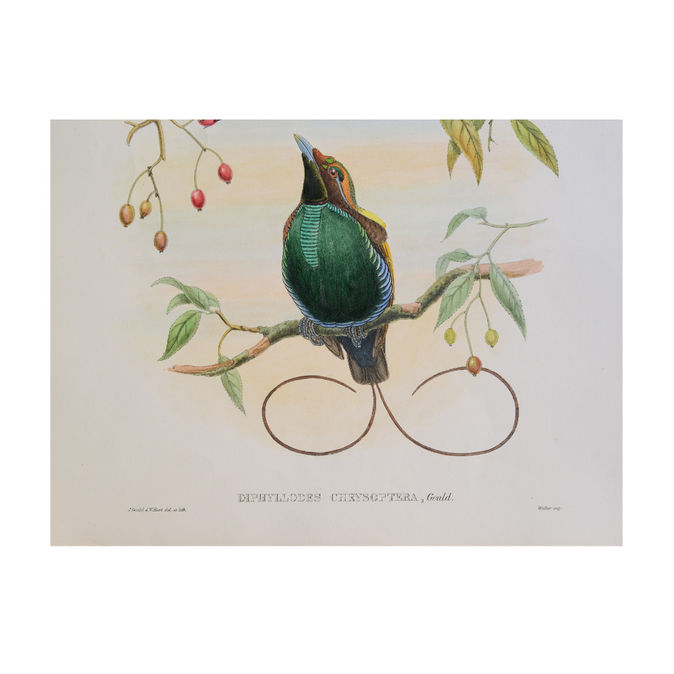 Diphyllodes Chrysoptera – Original Lithograph – John Gould – Golden-Winged Bird-Of-Paradise 2 Diphyllodes Chrysoptera – Original Lithograph – John Gould – Golden-Winged Bird-Of-Paradise