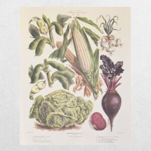 Album Vilmorin - The Vegetable Garden - Le Jardin Potager - No. 31