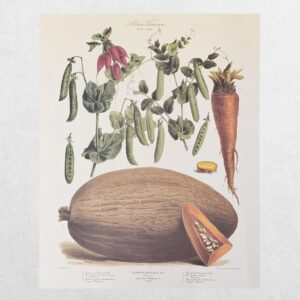 Album Vilmorin - The Vegetable Garden - Le Jardin Potager - No. 29