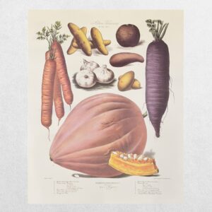 Album Vilmorin - The Vegetable Garden - Le Jardin Potager - No. 28