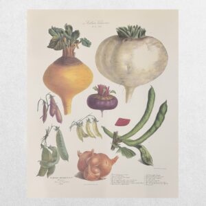 Album Vilmorin - The Vegetable Garden - Le Jardin Potager - No. 22