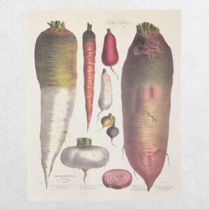 Album Vilmorin - The Vegetable Garden - Le Jardin Potager - No. 2