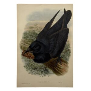 Corvus Corax Linn – Original Lithograph – John Gould – Raven - 1862-1873