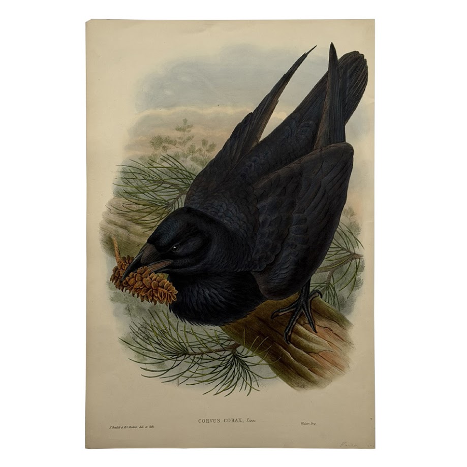 Corvus Corax Linn – Original Lithograph – John Gould – Raven - 1862-1873 1 Corvus Corax Linn – Original Lithograph – John Gould – Raven - 1862-1873