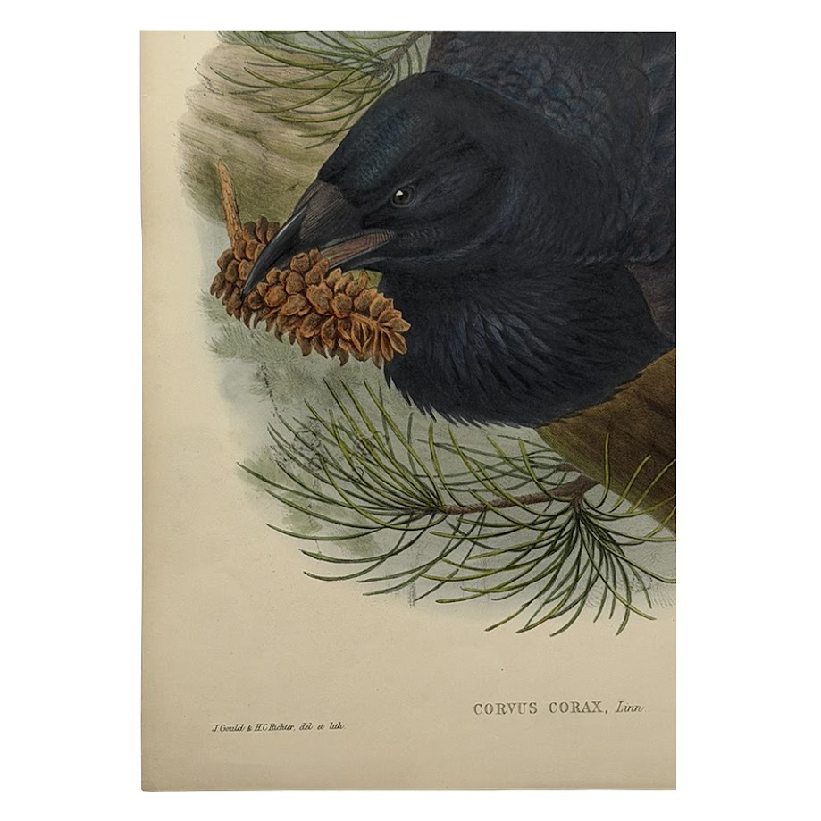 Corvus Corax Linn – Original Lithograph – John Gould – Raven - 1862-1873 2 Corvus Corax Linn – Original Lithograph – John Gould – Raven - 1862-1873