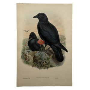 Corvus Corone Linn – Original Lithograph – John Gould – Carrion Crow - 1862-1873