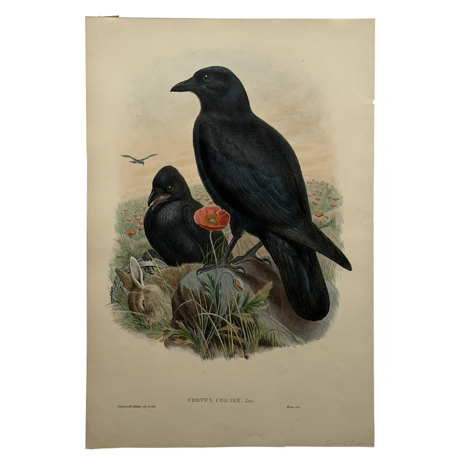 Corvus Corone Linn – Original Lithograph – John Gould – Carrion Crow - 1862-1873 1 Corvus Corone Linn – Original Lithograph – John Gould – Carrion Crow - 1862-1873