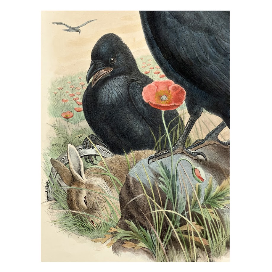 Corvus Corone Linn – Original Lithograph – John Gould – Carrion Crow - 1862-1873 2 Corvus Corone Linn – Original Lithograph – John Gould – Carrion Crow - 1862-1873 - Image 2