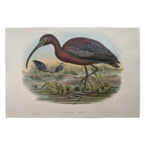 Home 6 Falcinellus Igneus – Original Lithograph – John Gould – Glossy Ibis - 1862-1873