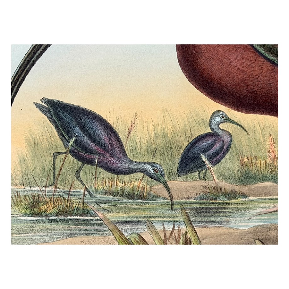 Falcinellus Igneus – Original Lithograph – John Gould – Glossy Ibis - 1862-1873 2 Falcinellus Igneus – Original Lithograph – John Gould – Glossy Ibis - 1862-1873 - Image 2