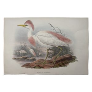Home 5 Bubulcus Russatus – Original Lithograph – John Gould – Cattle Egret - 1862-1873