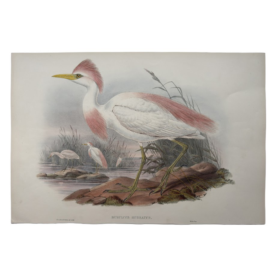 Bubulcus Russatus – Original Lithograph – John Gould – Cattle Egret - 1862-1873 1 Bubulcus Russatus – Original Lithograph – John Gould – Cattle Egret - 1862-1873
