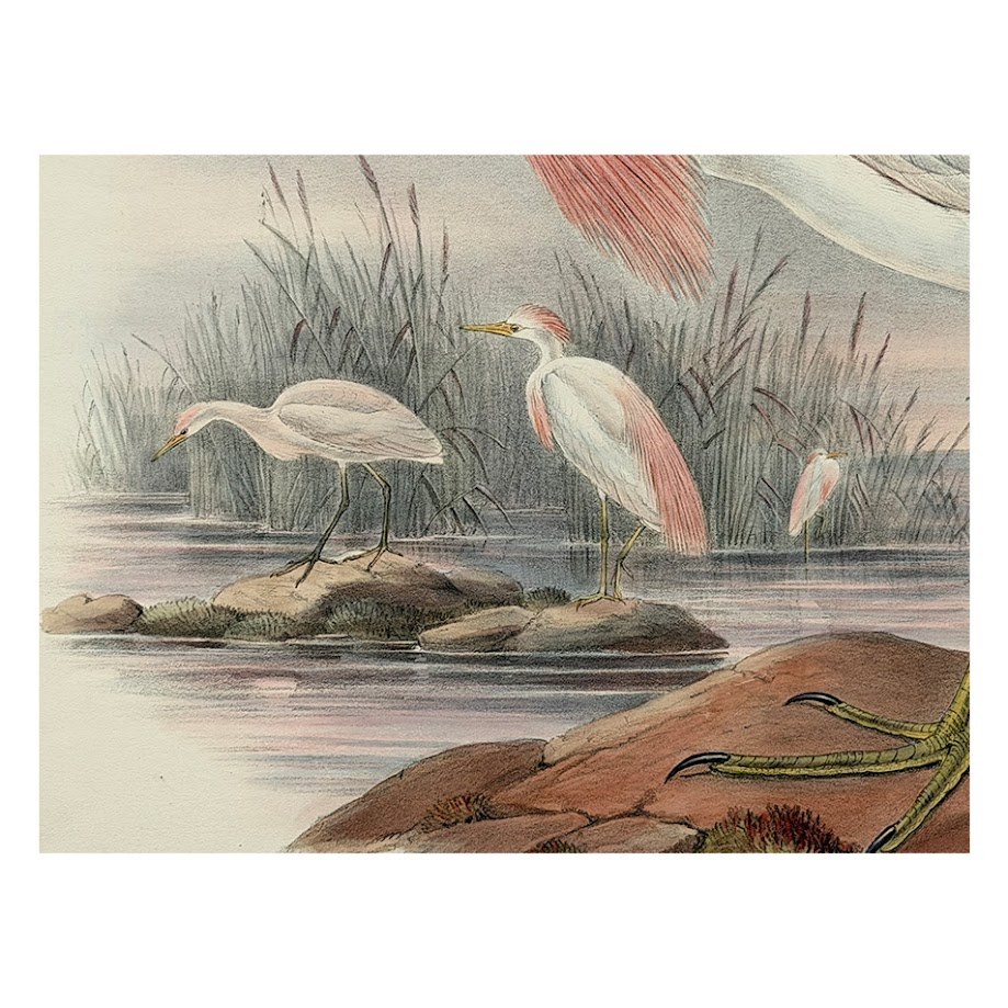 Bubulcus Russatus – Original Lithograph – John Gould – Cattle Egret - 1862-1873 2 Bubulcus Russatus – Original Lithograph – John Gould – Cattle Egret - 1862-1873 - Image 2