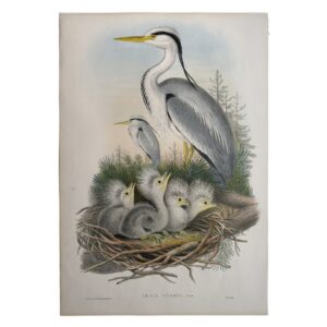 Home 4 Ardea Cinerea Linn – Original Lithograph – John Gould – Grey Heron - 1862-1873