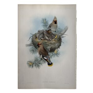 Home 3 Ampelis Garrulus – Original Lithograph – John Gould – Waxwing - 1862-1873