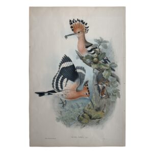 Home 2 Upupa Epops Linn – Original Lithograph – John Gould – Hoopoe - 1862-1873