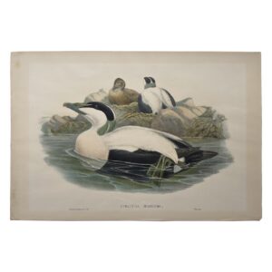 Home 1 Somateria mollissima – Original Lithograph – John Gould – Eider Duck - 1862-1873