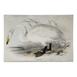 Whistling Swan - Cygnus ferus (Ray) - Original Lithograph - Edward Lear - John Gould - 1832-1837
