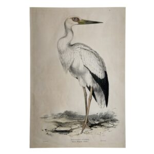 MAGUARI STORK - Ciconia Maguari Temm - Original Lithograph - Edward Lear - John Gould - 1832-1837