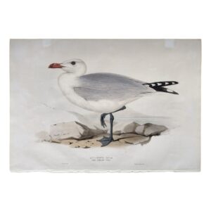 AUDOUIN'S GULL - Larus Audouinii Temm - Original Lithograph - Edward Lear - John Gould - 1832-1837