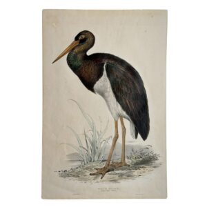BLACK STORK - Ciconia nigra Bellon - Original Lithograph - Edward Lear - John Gould - 1832-1837