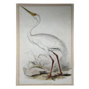 Home 1 WHITE CRANE - Grus leucogeranus Temm - Original Lithograph - Edward Lear - John Gould - 1832-1837